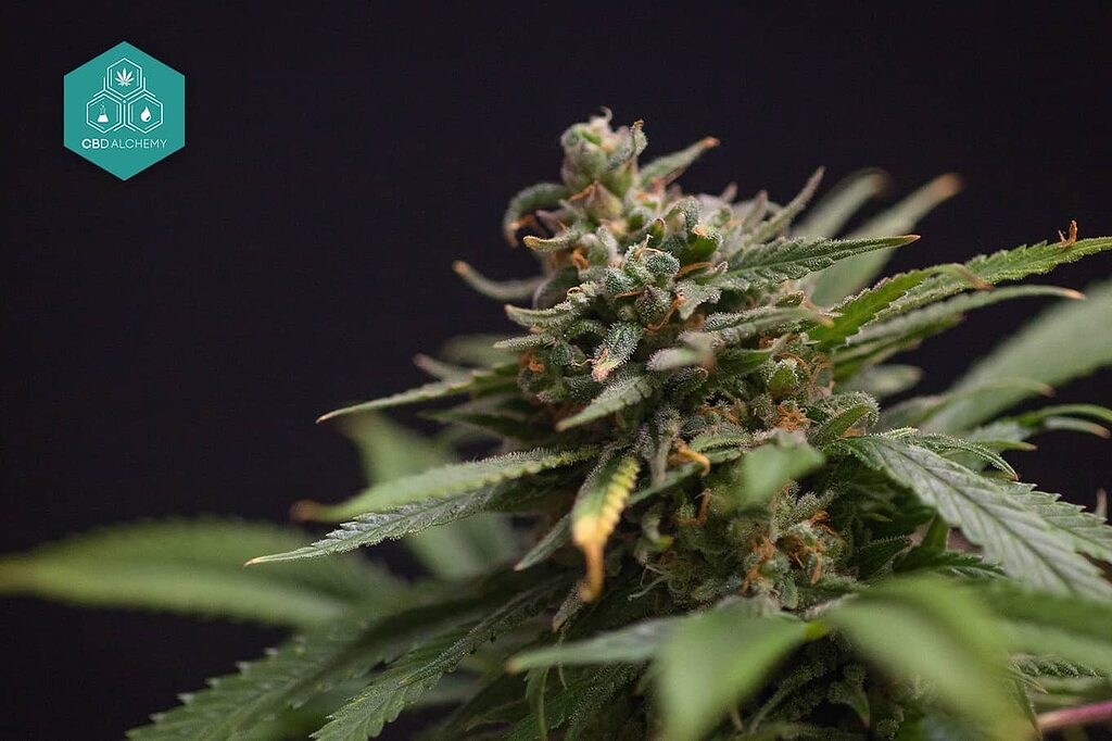 Skunk: propiedades antiinflamatorias de las flores de CBD.