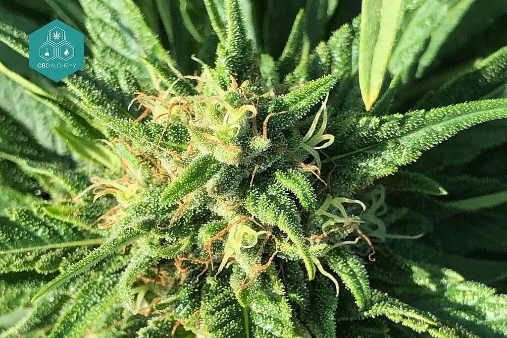 Skunk significado: una variedad única de CBD Alchemy.