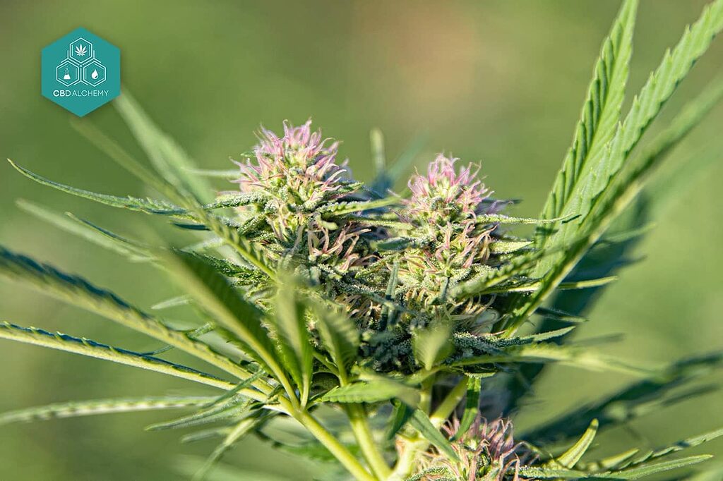 Les fleurs de Skunk au CBD : un arôme distinctif et des effets bénéfiques.