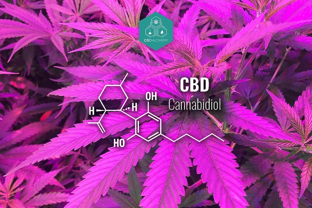 Molekulare Struktur von Cannabidiol (CBD).