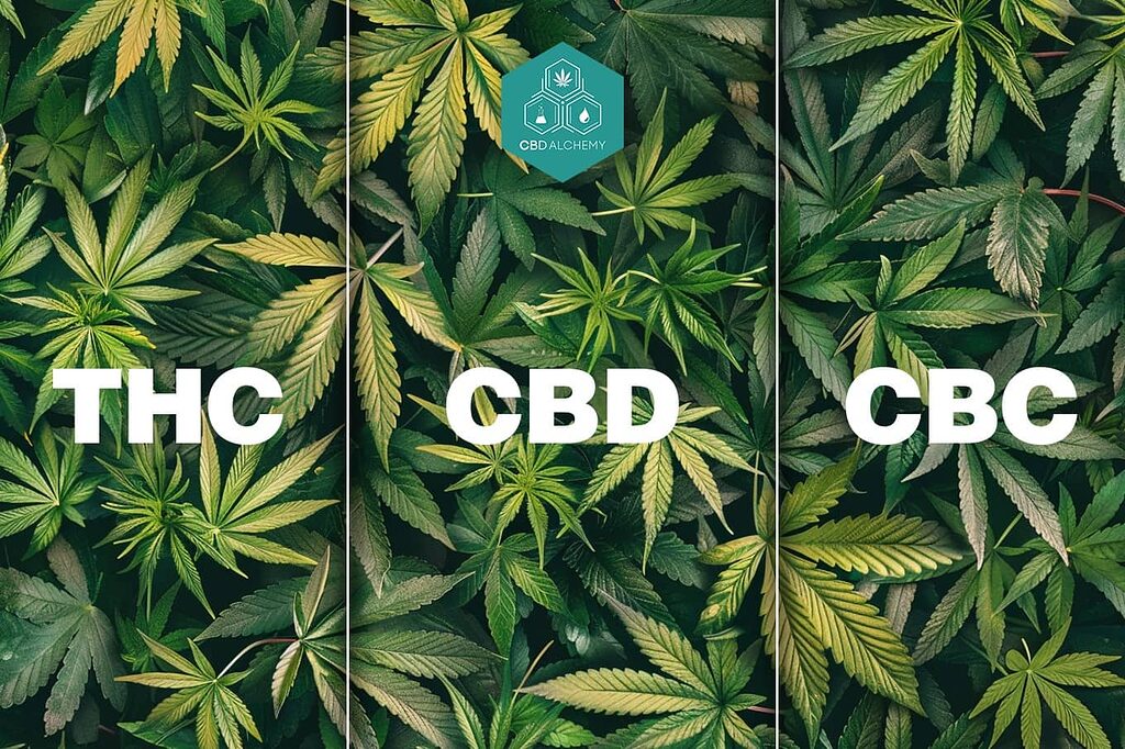 Vergleich zwischen CBC, CBD und THC in der medizinischen Behandlung.