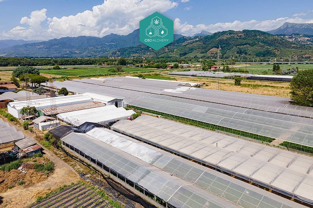 Coltivazione di canapa industriale: rilancio dell'economia rurale.