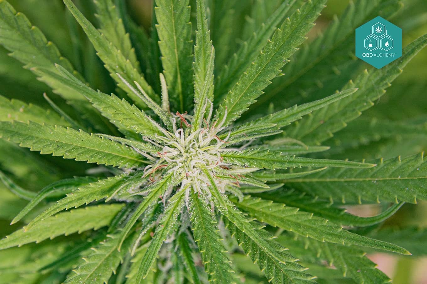 Hoja De Marihuana 33 X 9.1 Pulgadas, Cinta De Agarre Para