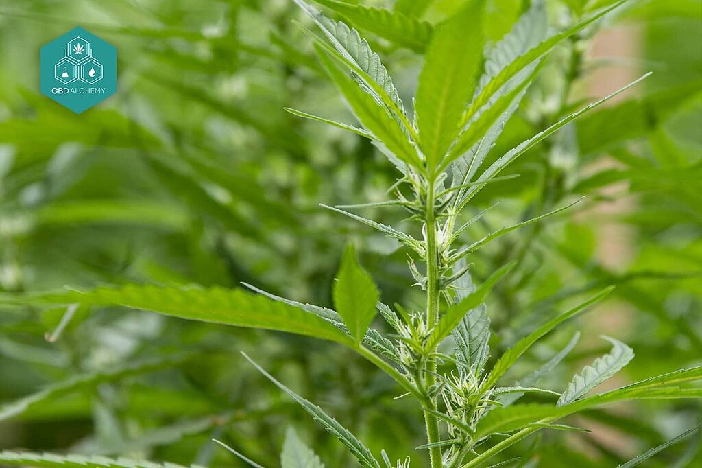 Cannabi leaves: indicators of plant health.