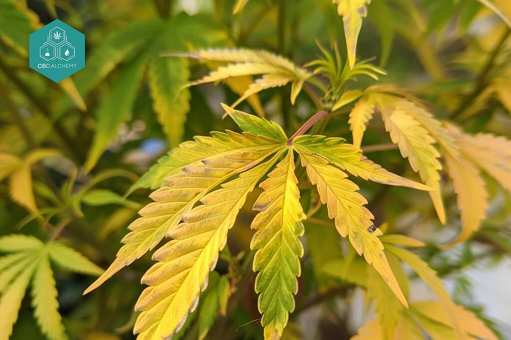 Marijuana leaf: identifying nutritional deficiencies.