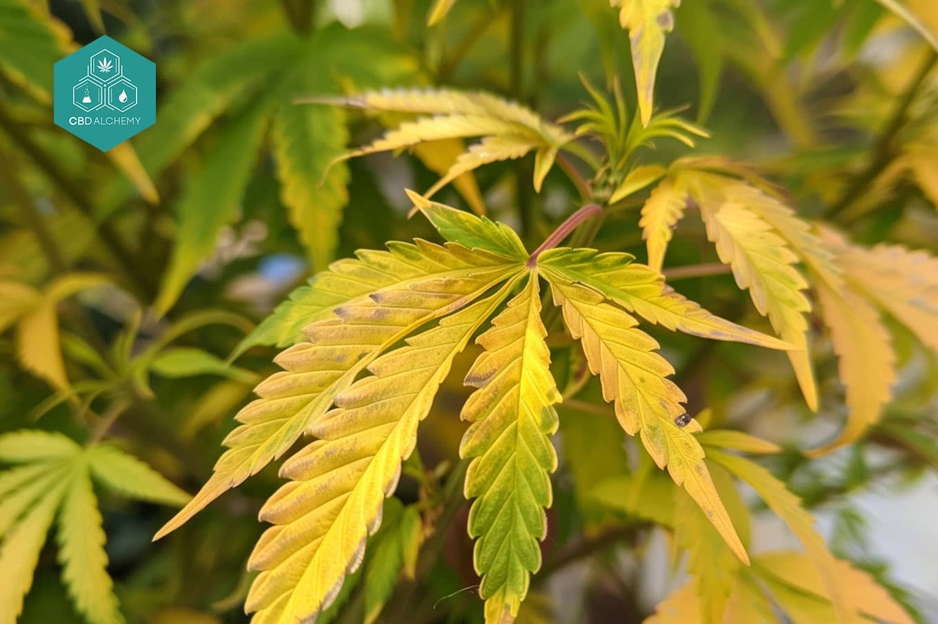 Hoja de Marihuanas Beneficios y Usos