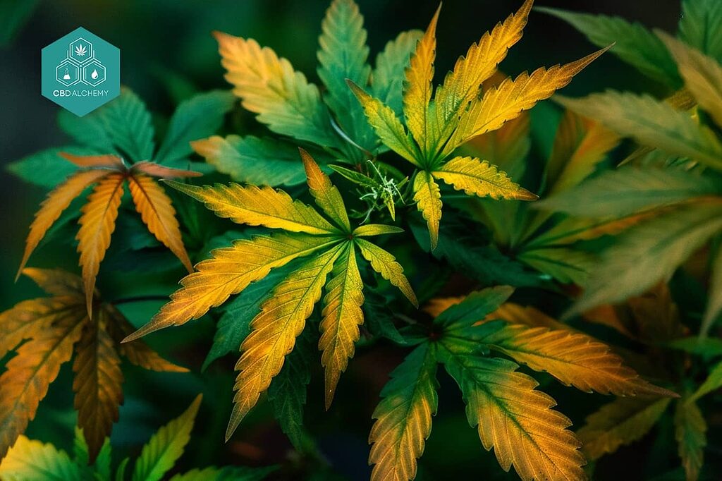 Marijuana leaf: an indicator of stress on the plant.