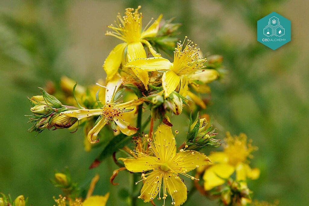 Crema facial Cannabix: hidratación profunda con el poder del hypericum.