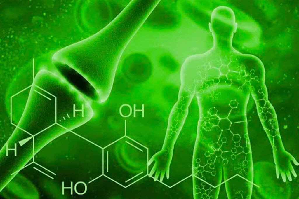 Diagrama que muestra cómo el CBD interactúa con el sistema endocannabinoide.