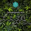 Estructura molecular del CBGA: El precursor de los principales cannabinoides.