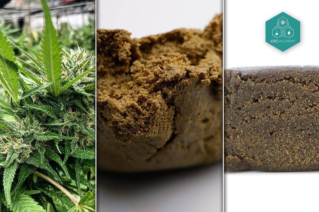 Marijuana vs hashish vs cioccolato: confronto visivo.