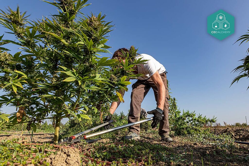 Un coltivatore che utilizza diverse attrezzature per la coltivazione in un grow shop.