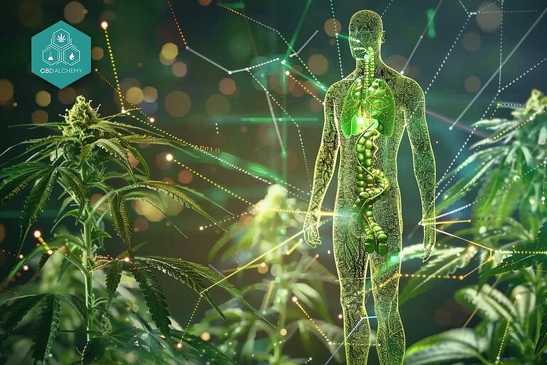 Ilustración del sistema endocannabinoide interactuando con el CBD.