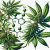 ¿Qué es el THC? Ilustración de la planta de cannabis centrada en las moléculas de THC.