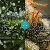 Comparación de la estructura molecular de los compuestos CBD y THC.