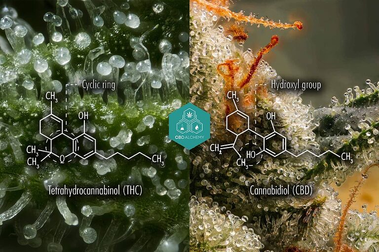 Comparación de la estructura molecular de los compuestos CBD y THC.