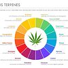 Tabla de terpenos del cannabis que muestra los tipos más comunes y sus efectos.