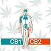 Sistema endocannabinoide humano mostrando receptores CB1 y CB2 interactuando con cannabinoides para reducir ansiedad.