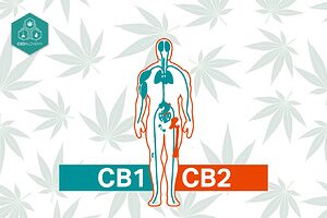 Sistema endocannabinoide humano mostrando receptores CB1 y CB2 interactuando con cannabinoides para reducir ansiedad.