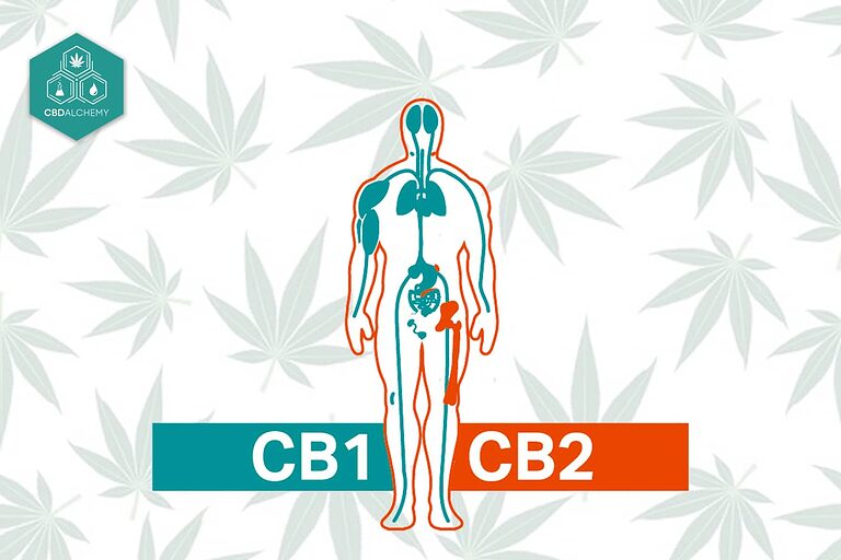 Sistema endocannabinoide humano mostrando receptores CB1 y CB2 interactuando con cannabinoides para reducir ansiedad.