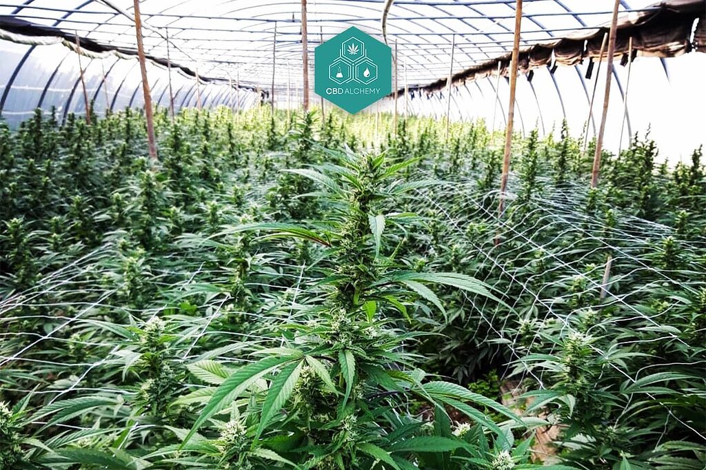 Italian Organic Cultivation - CBD Alchemy Quality Guarantee.