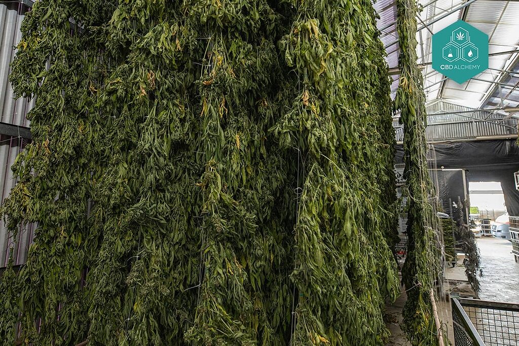 Natural drying process of premium CBD flowers.