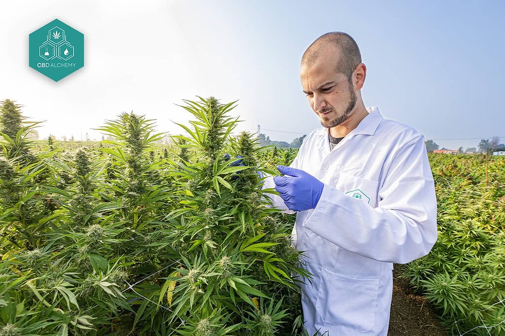 Quality control of organic CBD flowers.