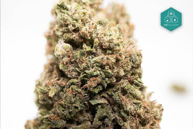 Experimente las mejores flores de CBD de cultivadores europeos de confianza. Explore nuestra colección de cogollos de cáñamo de primera calidad, desde Blueberry hasta Amnesia CBD.