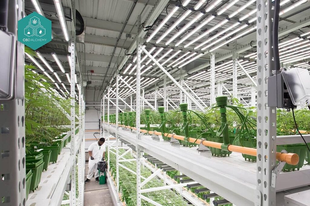 Vertical growing system to maximize CBD production.