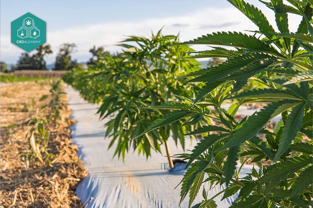 Different types of growing CBD buds in a garden.