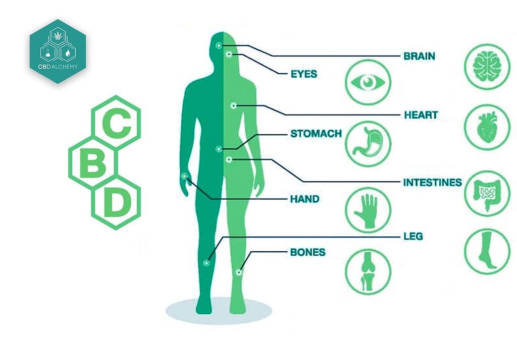 Effets du CBD sur le corps.