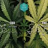 Estructura molecular del THC (tetrahidrocannabinol), principal componente psicoactivo del cannabis.