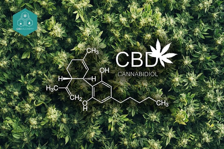 Estructura de la molécula de CBD: La base de la sabiduría natural.