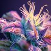 Flor de CBD de primera calidad que muestra una densa cobertura de tricomas y una coloración vibrante.