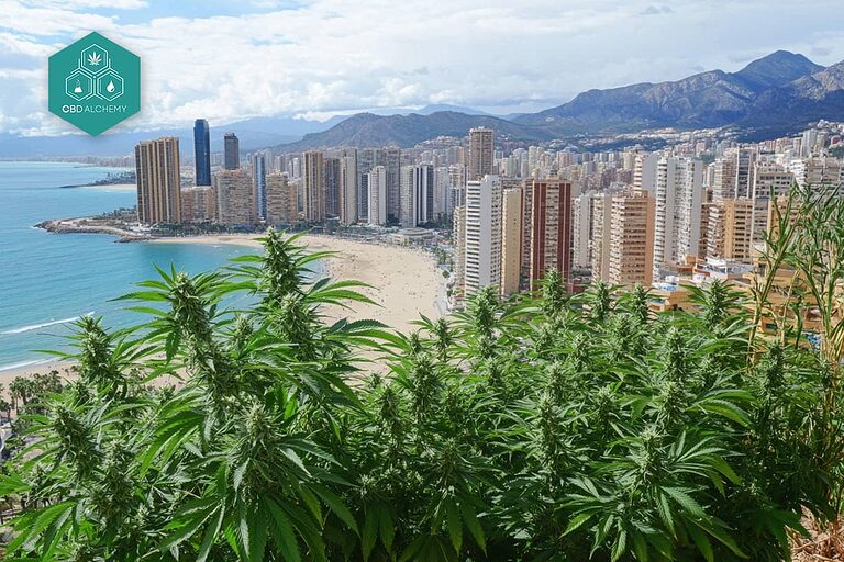 Tienda de CBD en Benidorm: Variedad de productos naturales.