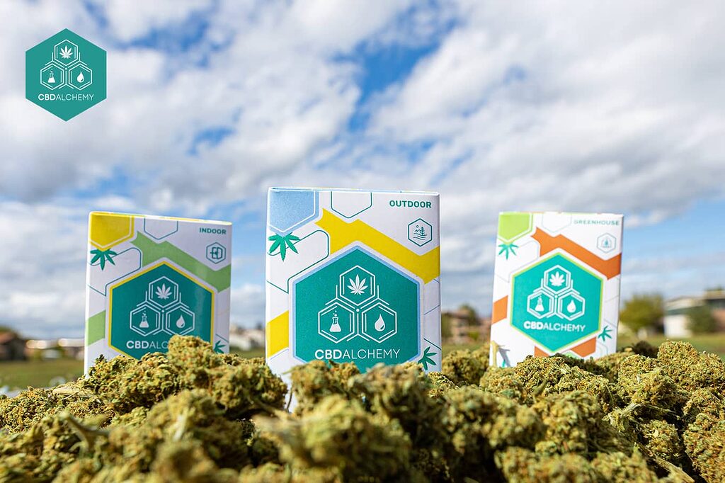 Offre limitée sur les packs de fleurs CBD.