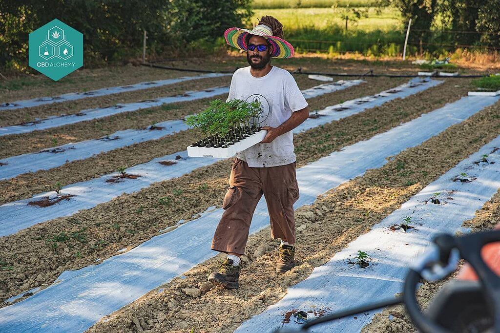 La coltivazione di canapa industriale certificata nell'Unione Europea per la produzione di prodotti CBD legali.