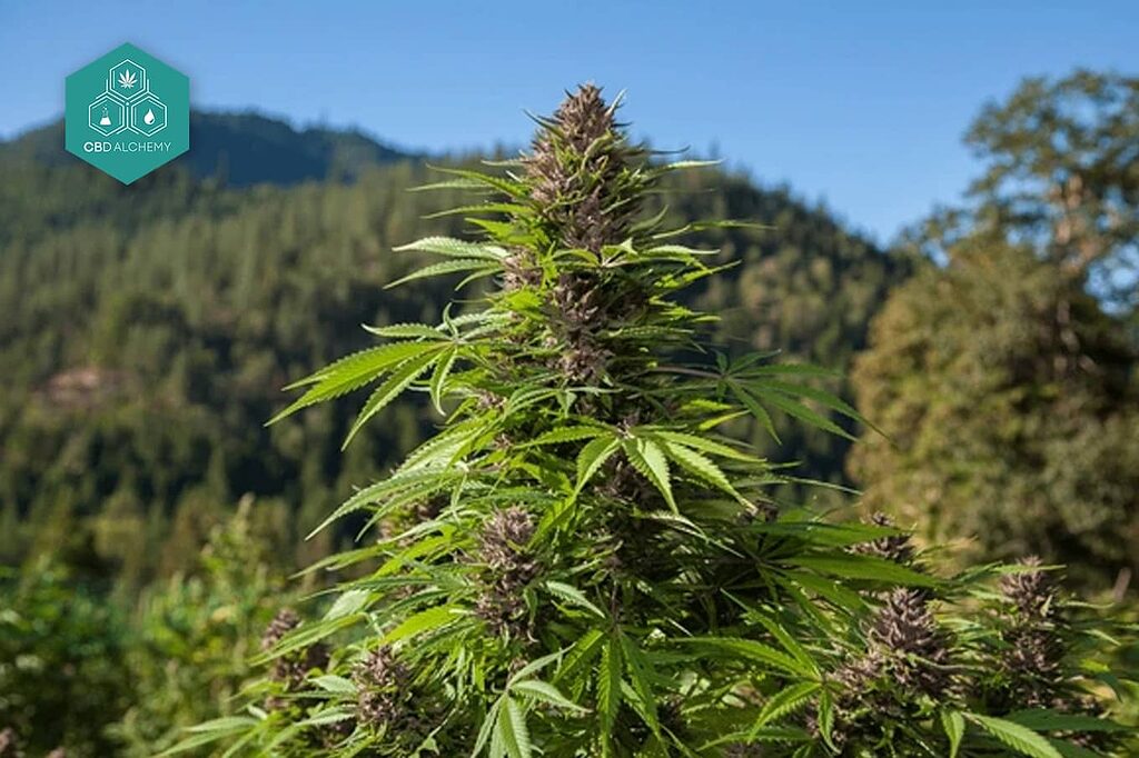 Immagine di piante di marijuana Kush nel loro habitat naturale.