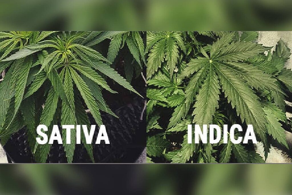 Confronto visivo tra Indica Kush e Sativa Kush, che mostra le differenze morfologiche.