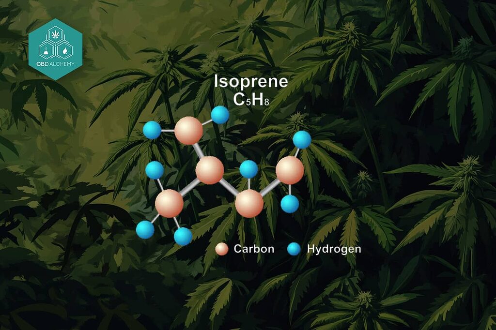 Structure moléculaire de base de l'isoprène - l'unité fondamentale de tous les terpènes.