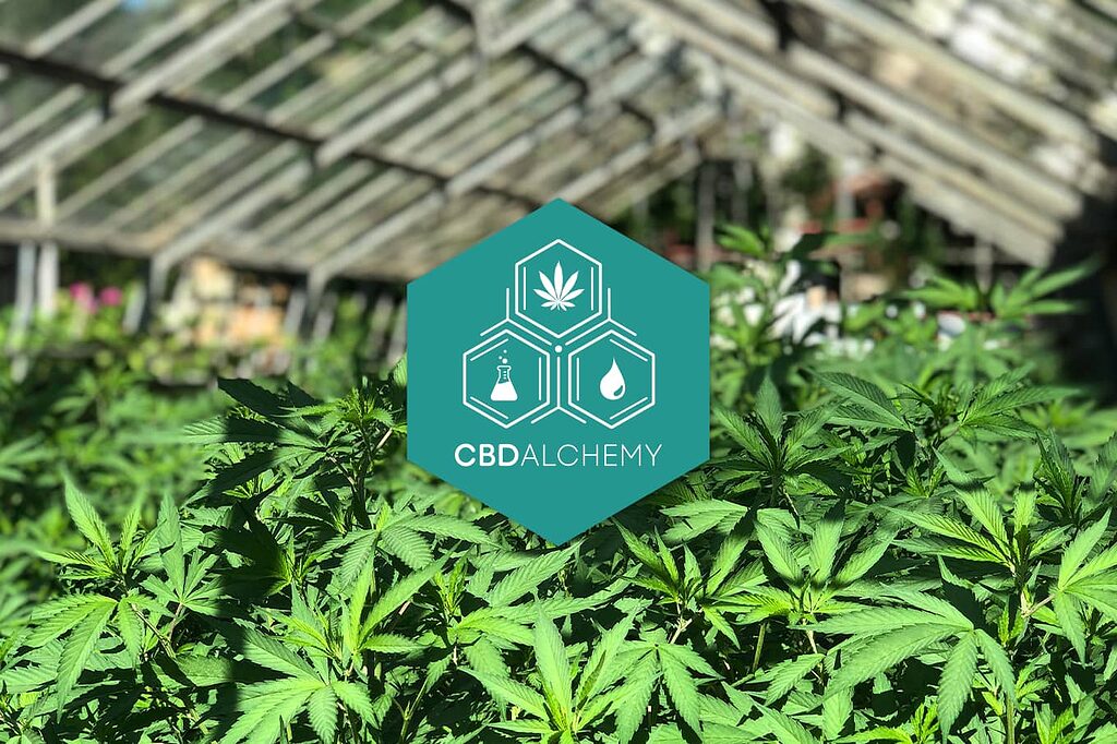 Cultivo ecológico de cannabis sativa para producción de aceite medicinal en España.