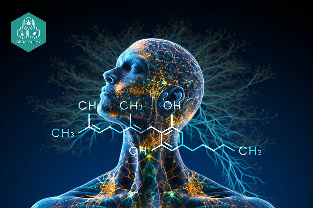 Aceite de cannabi medicinal: reduce la frecuencia e intensidad de las migrañas.