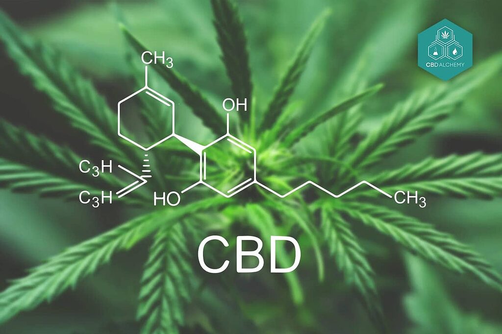 Key ingredients in CBD cream: cannabidiol and hemp oil.