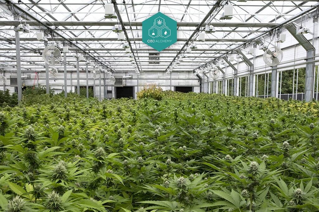 Guía para el cultivo de marihuana, con etapas del crecimiento de las plantas.