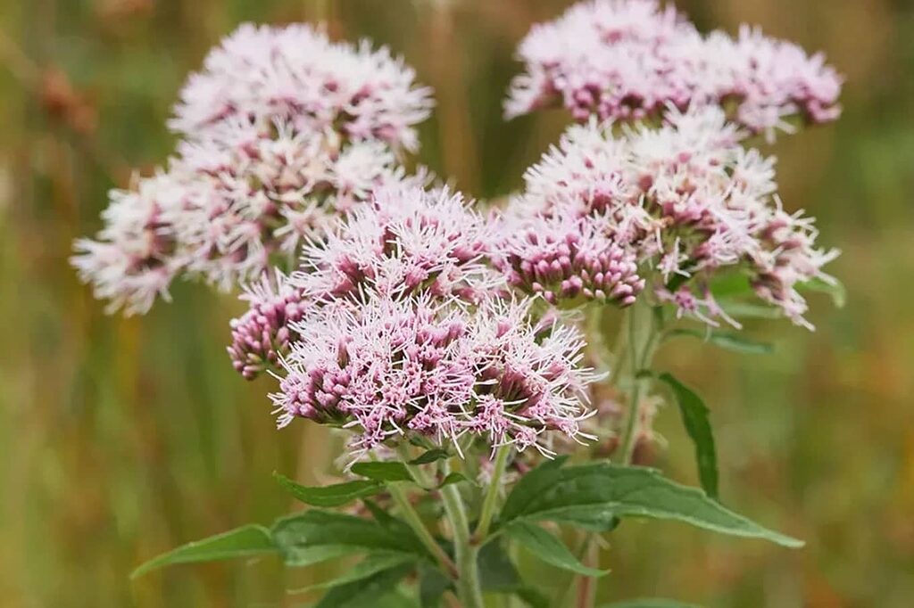 Valerian infusion, a natural remedy for restful sleep.