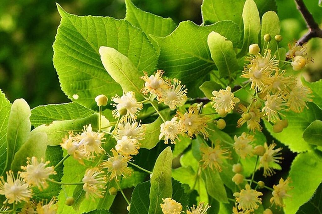 Lime blossom, an infusion that calms nerves and makes it easier to fall asleep.