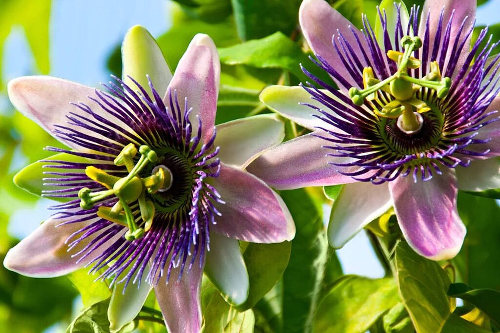 Passionflower in your nighttime infusion, for peaceful, undisturbed nights.