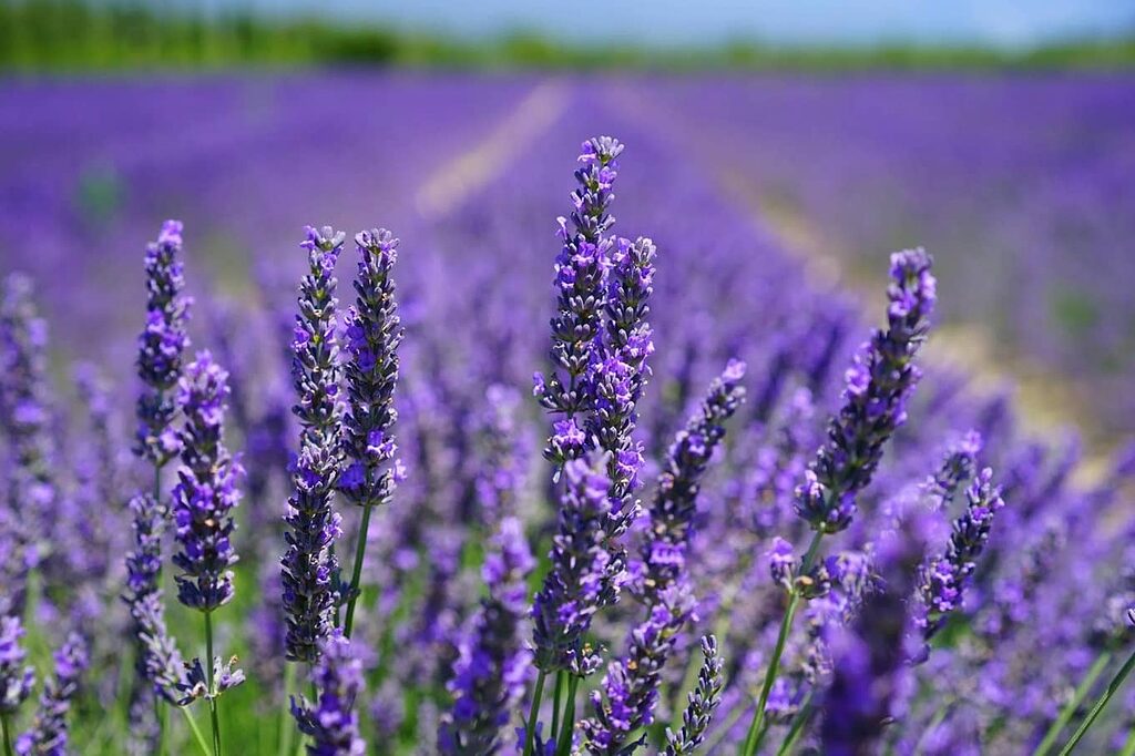 Lavender flowers, known for their calming properties, ideal as an infusion.