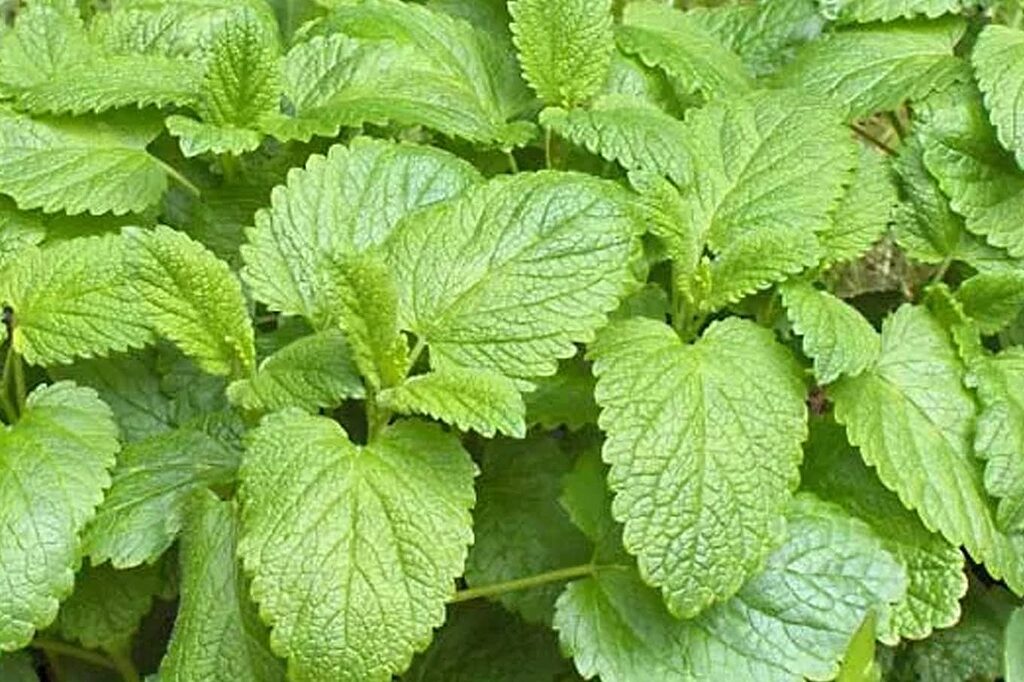 Melissa, an herb that reduces stress and improves sleep quality in infusion.