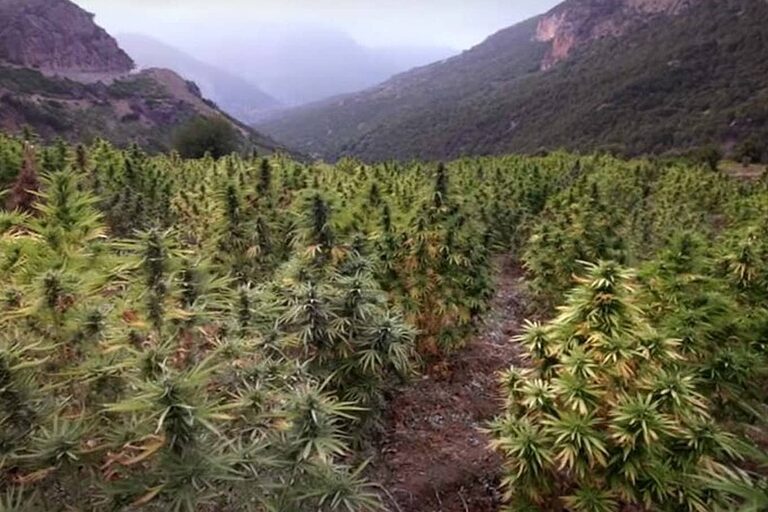 Campos de cannabis en Ketama, el corazón del Rif marroquí.